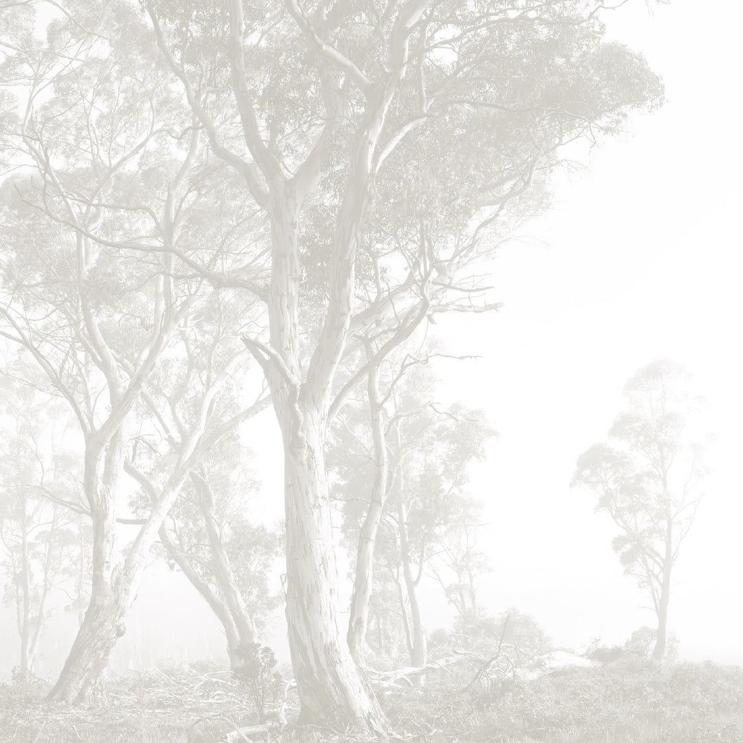 Bushland - Taupe