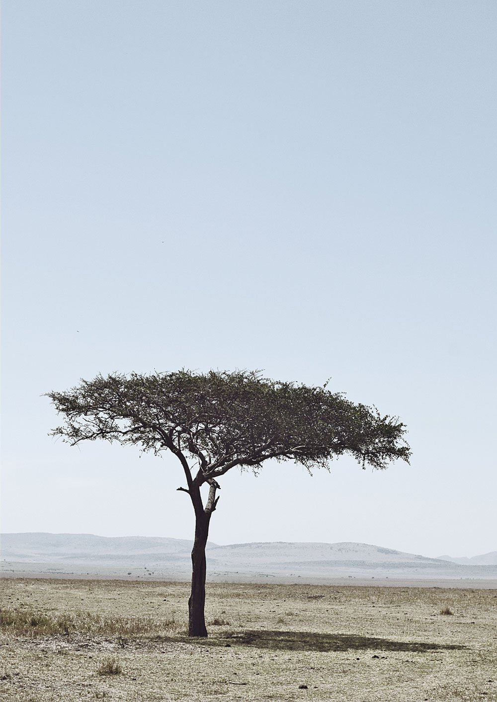 Acacia Tree