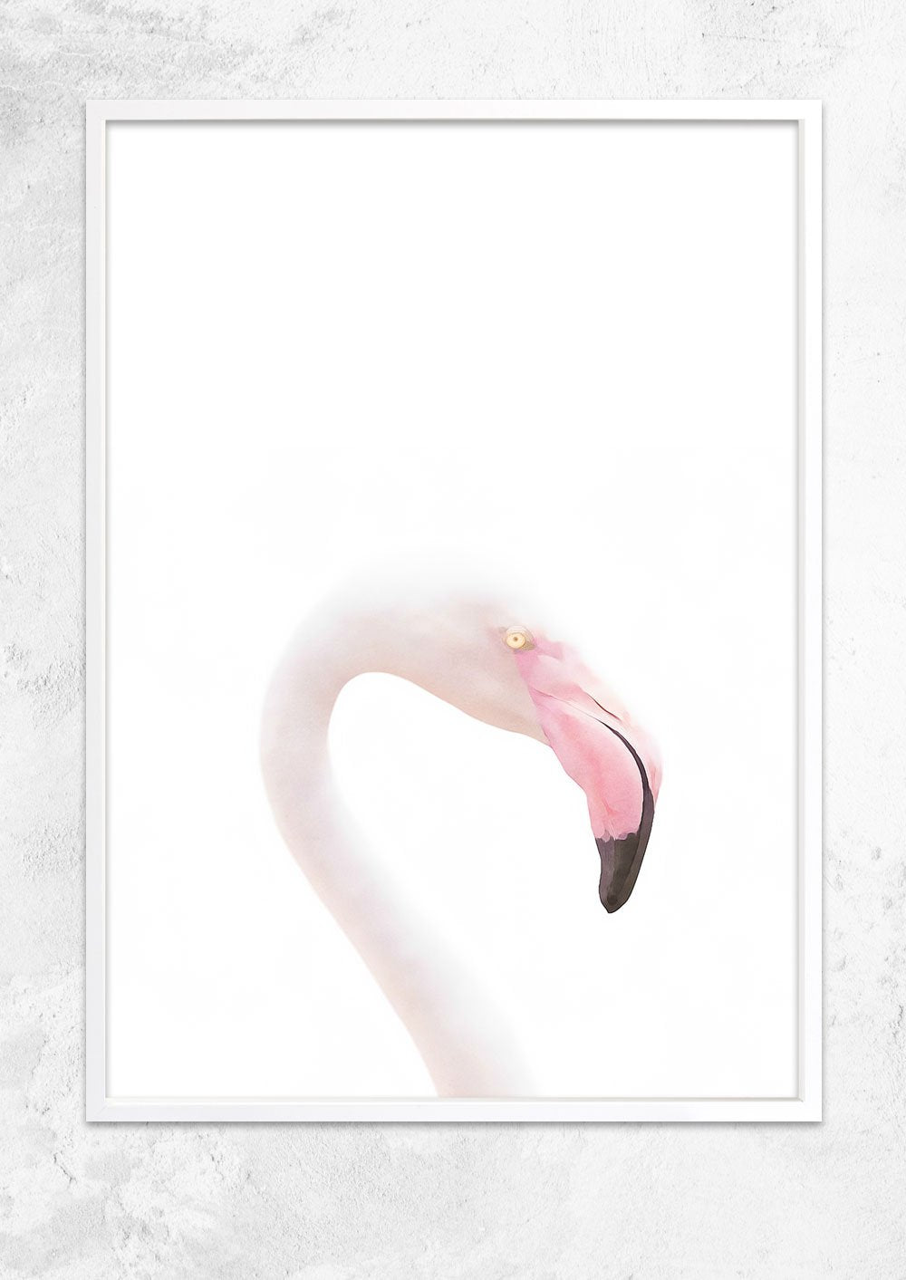 Flamingo Study