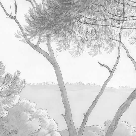 Umbrella Pines Study - Pale Ash
