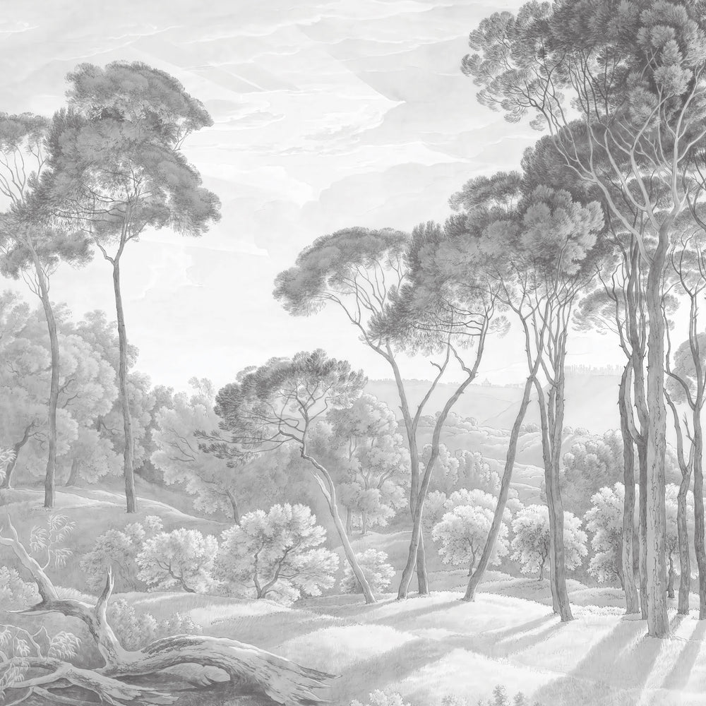 Umbrella Pines Study - Pale Ash