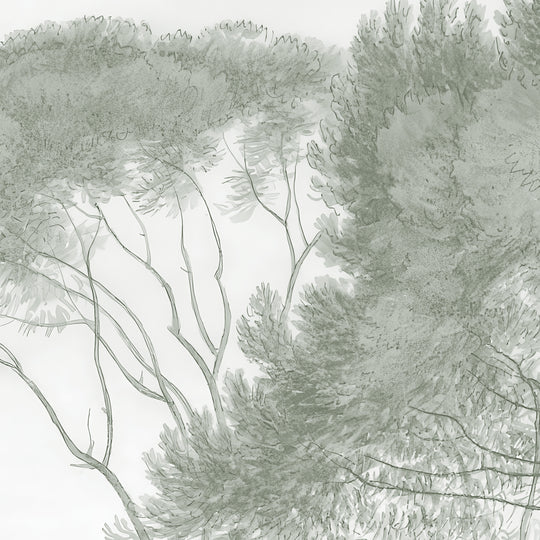 Umbrella Pines Study - Silver Sage