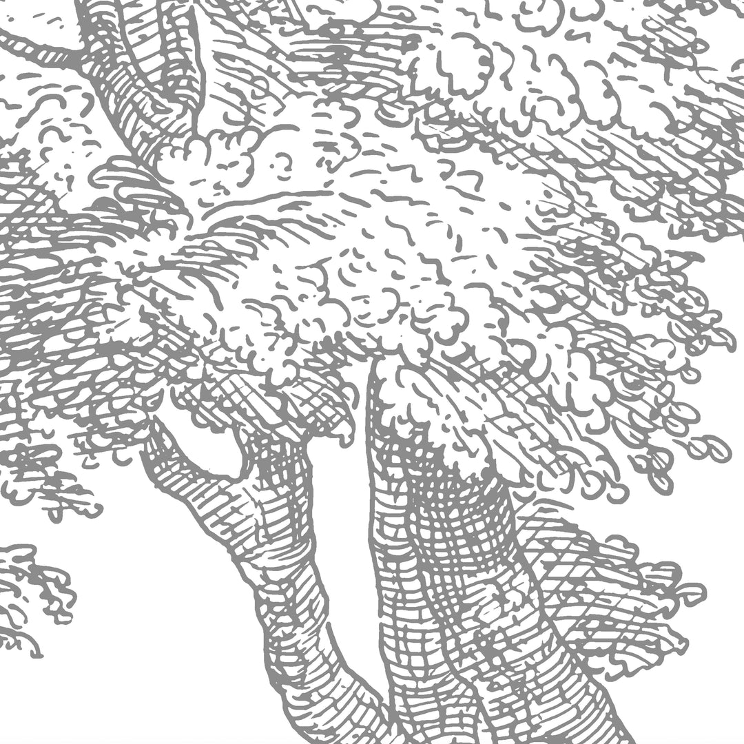 Babbling Brook - Dark Ash