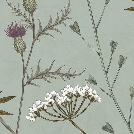Whispering Thistle on Eucalyptus