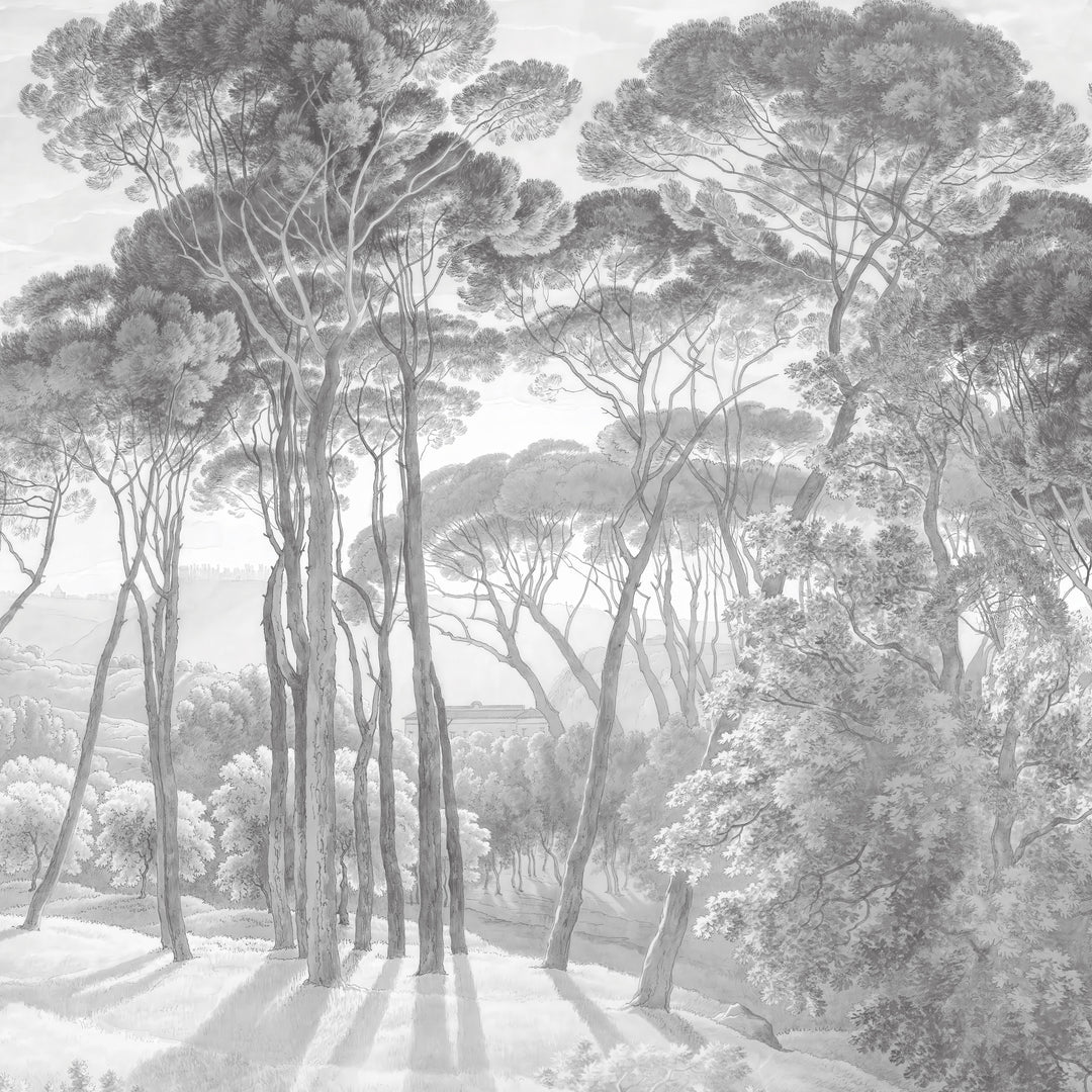 Umbrella Pines Study - Pale Ash