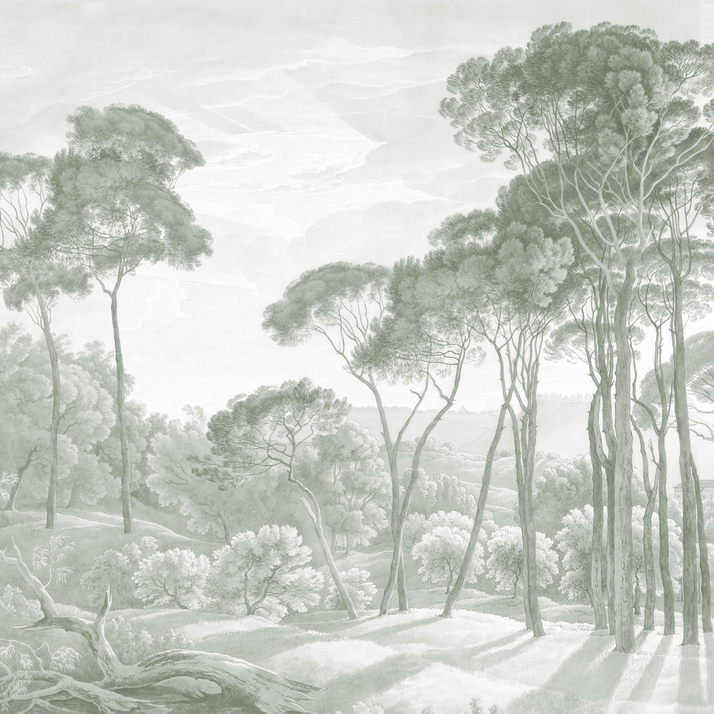 Umbrella Pines Study - Silver Sage