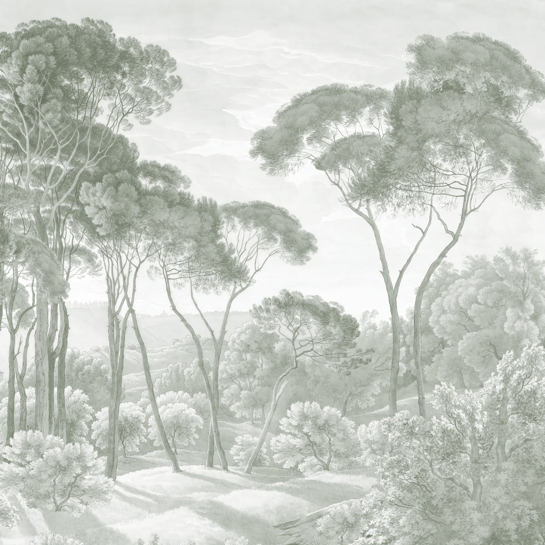 Umbrella Pines Study - Silver Sage