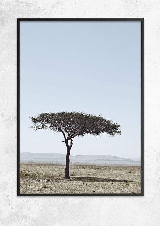 Acacia Tree