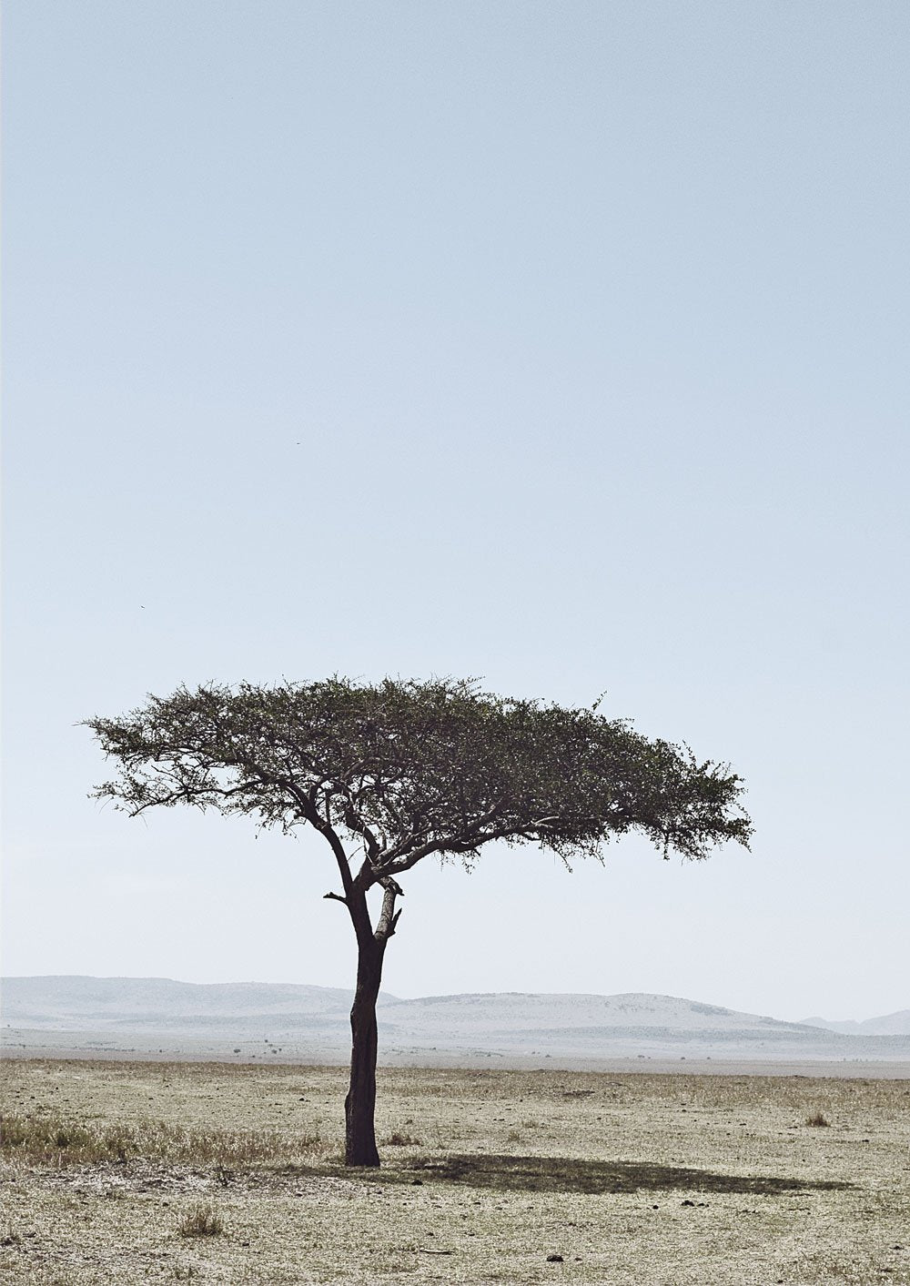 Acacia Tree