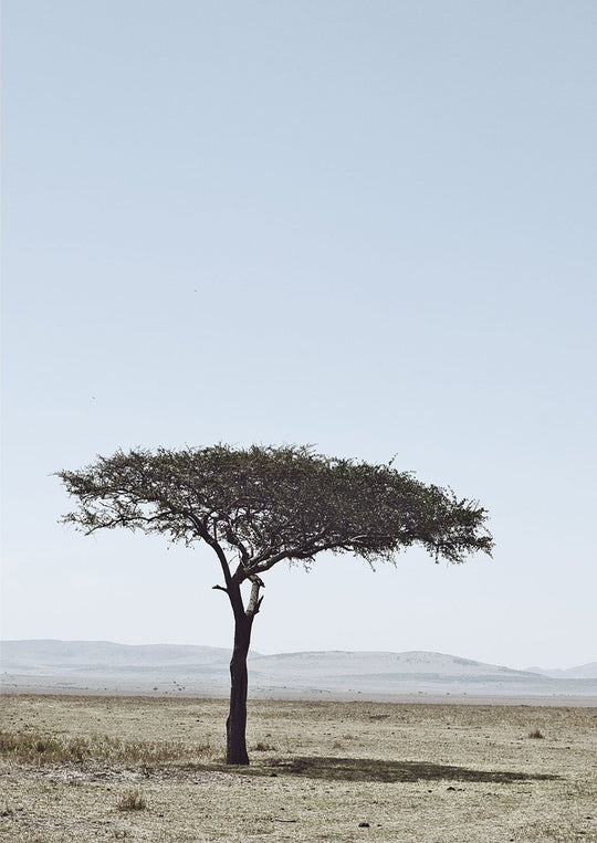 Acacia Tree