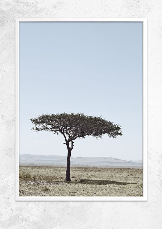 Acacia Tree