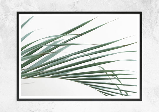 Palm Leaves on White