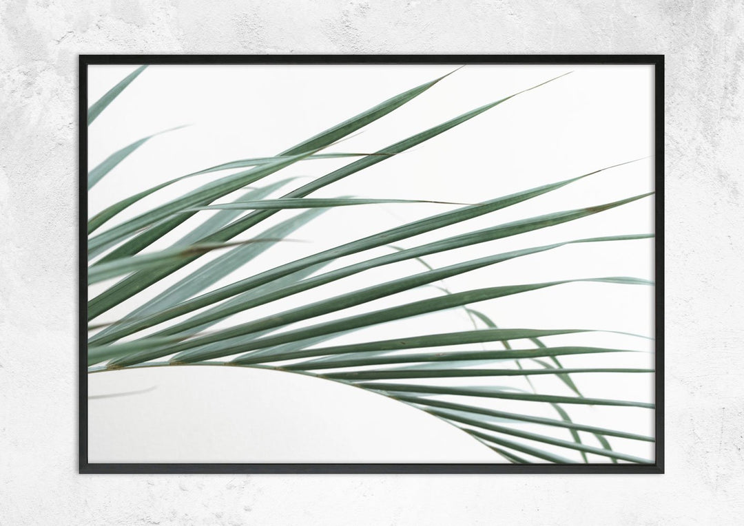 Palm Leaves on White