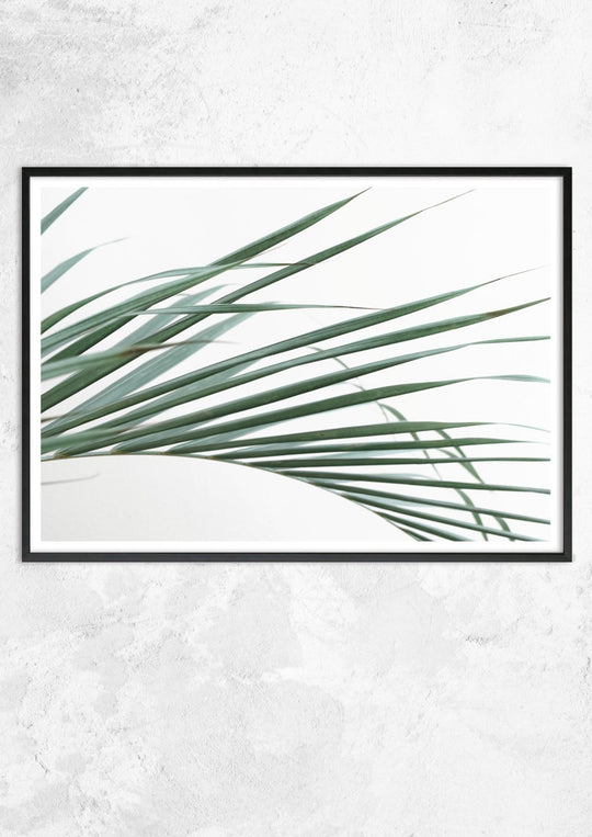 Palm Leaves on White