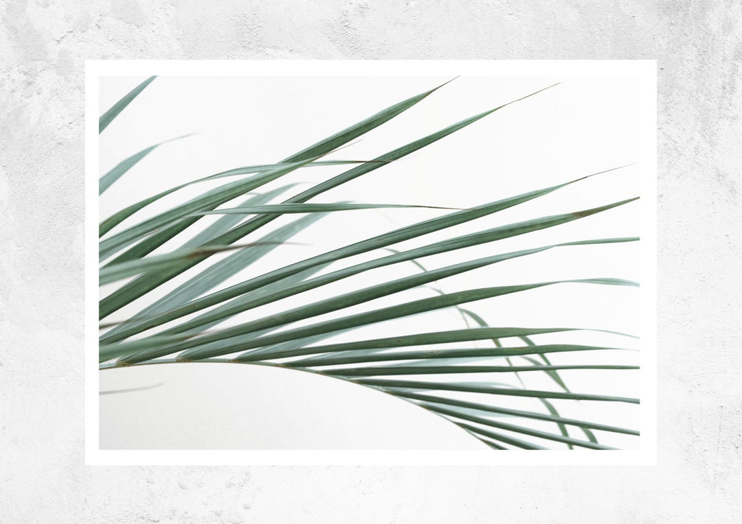 Palm Leaves on White