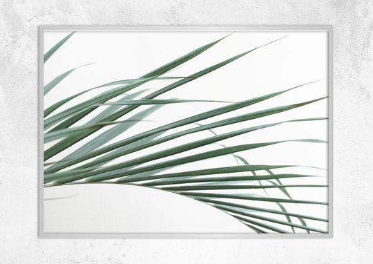 Palm Leaves on White