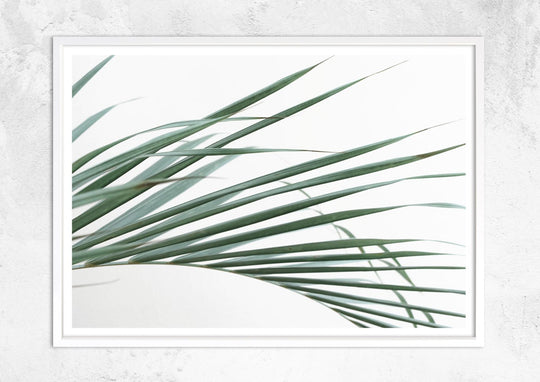 Palm Leaves on White