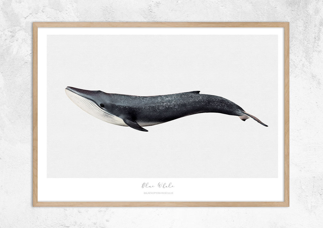 Marine Life Series - Blue Whale