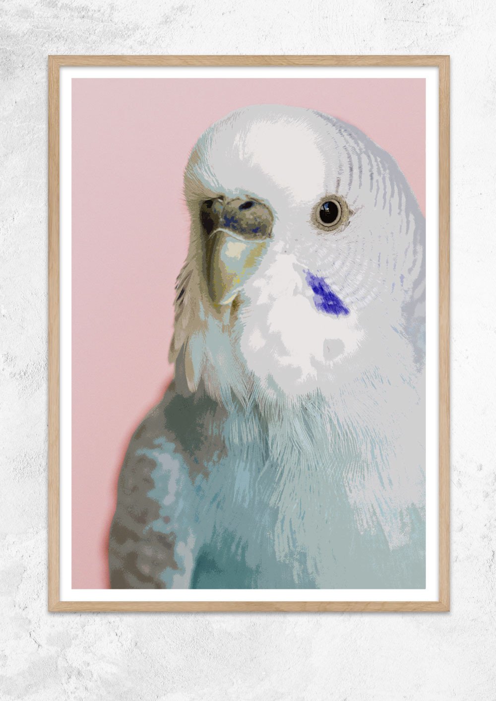 Little Budgie