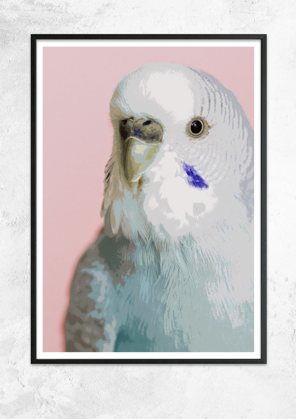 Little Budgie