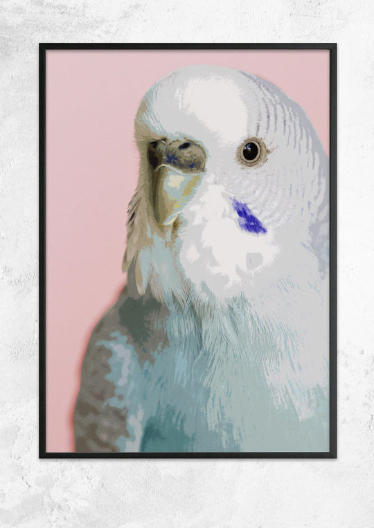 Little Budgie