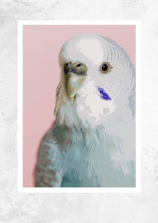 Little Budgie