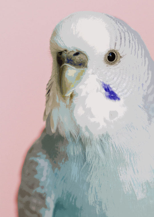 Little Budgie