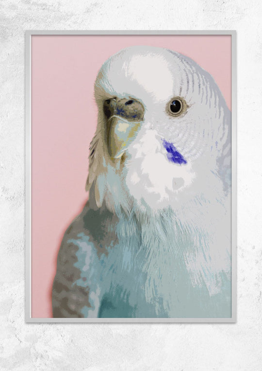 Little Budgie