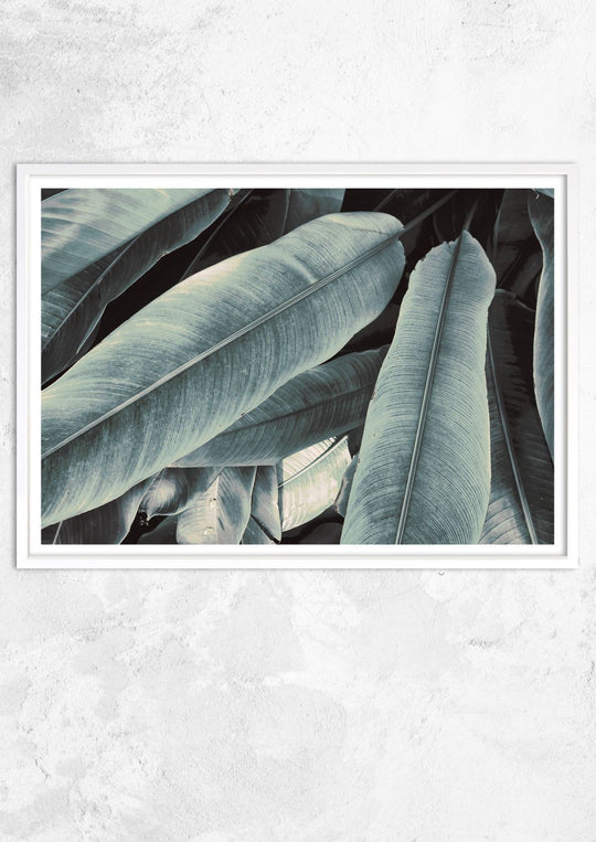 Banana Leaves Study No III