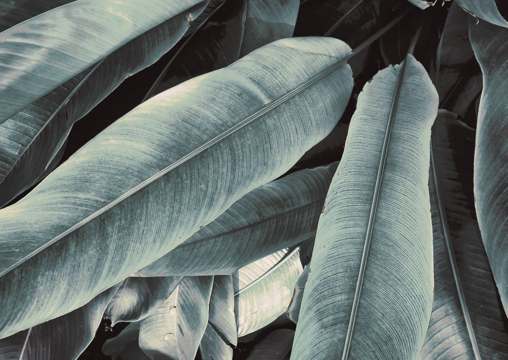 Banana Leaves Study No III