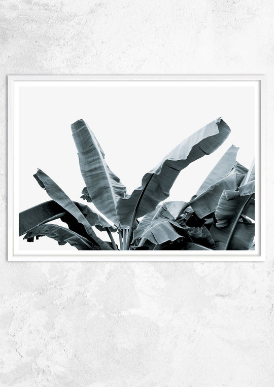 Banana Leaves Study No IV