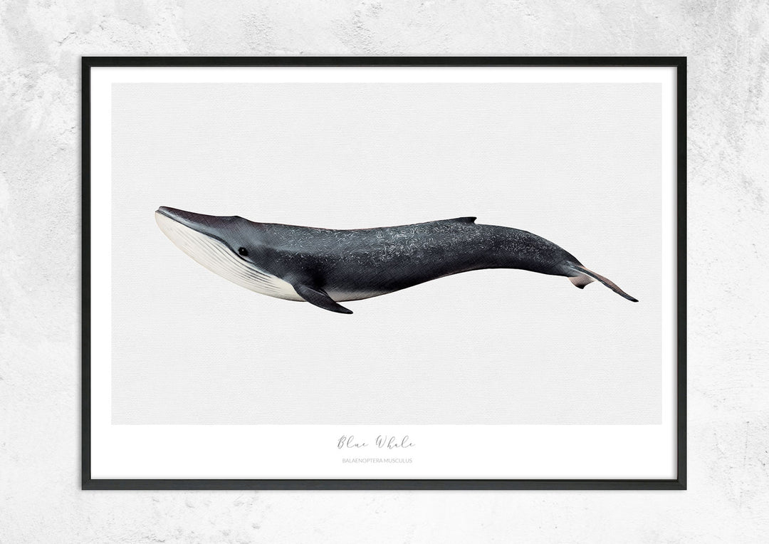 Marine Life Series - Blue Whale