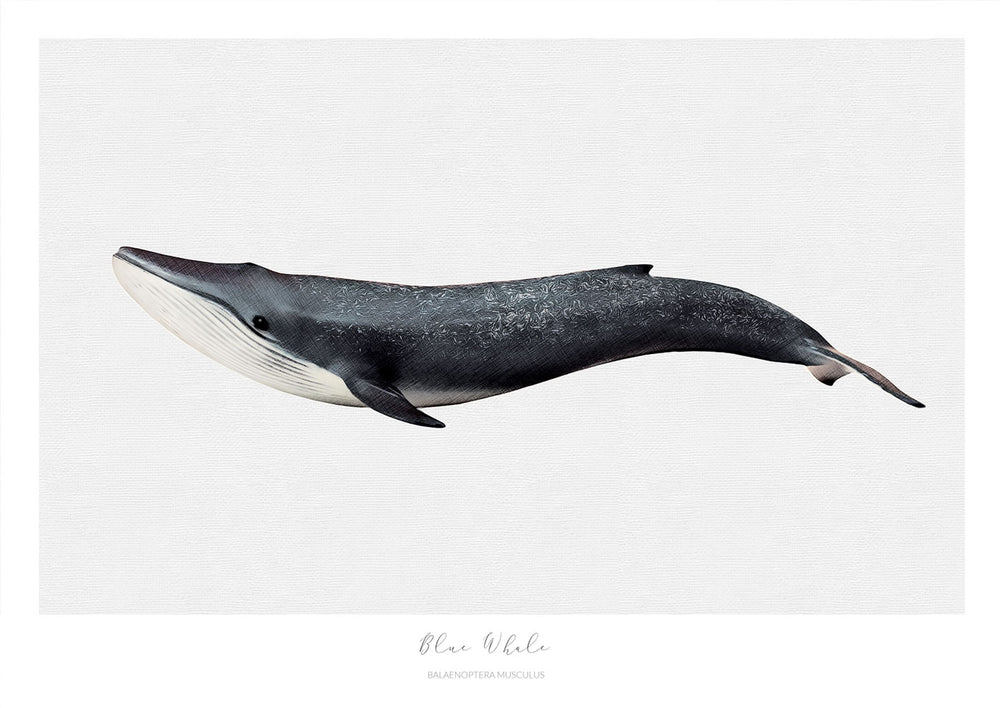 Marine Life Series - Blue Whale