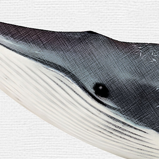 Marine Life Series - Blue Whale