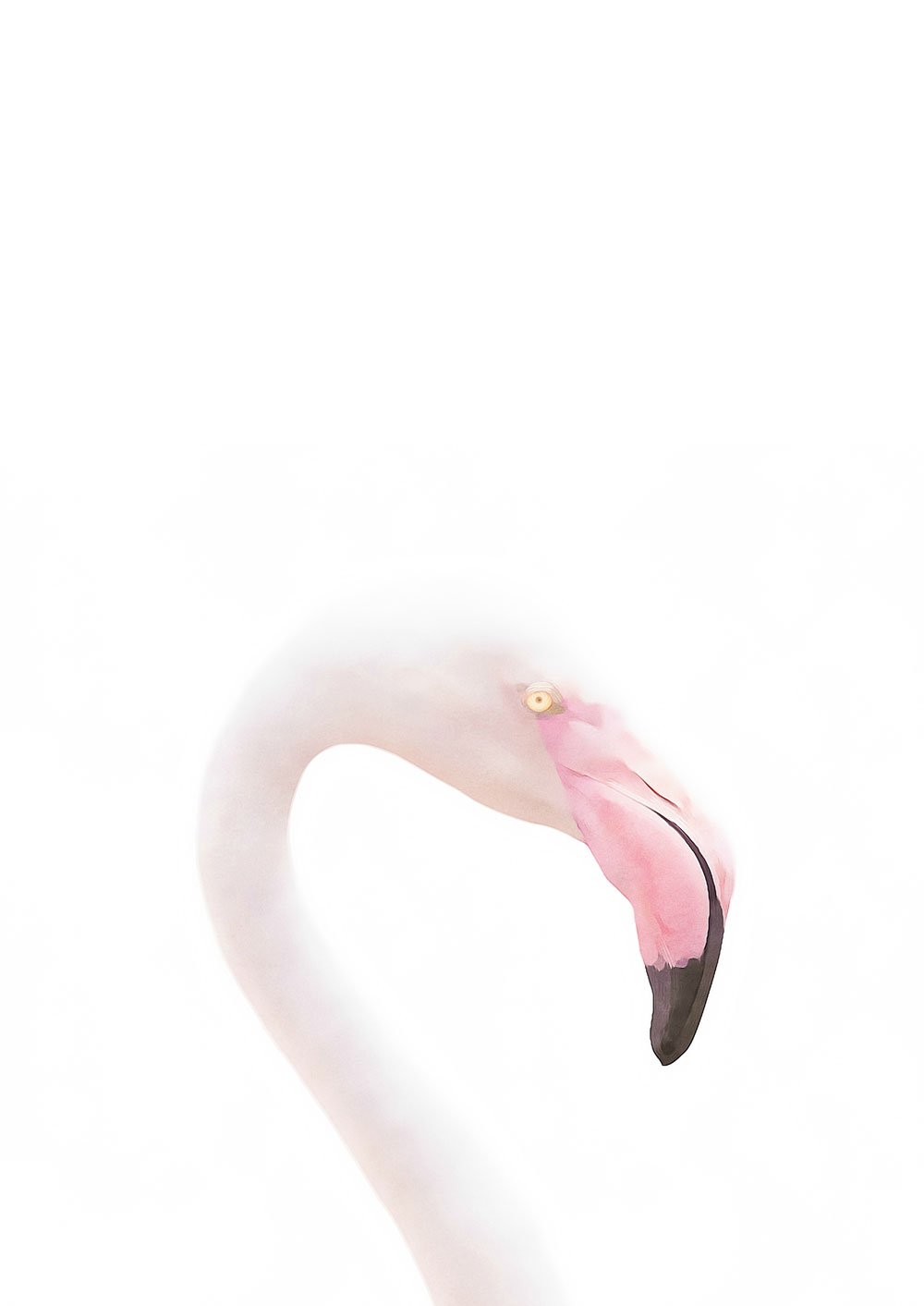 Flamingo Study