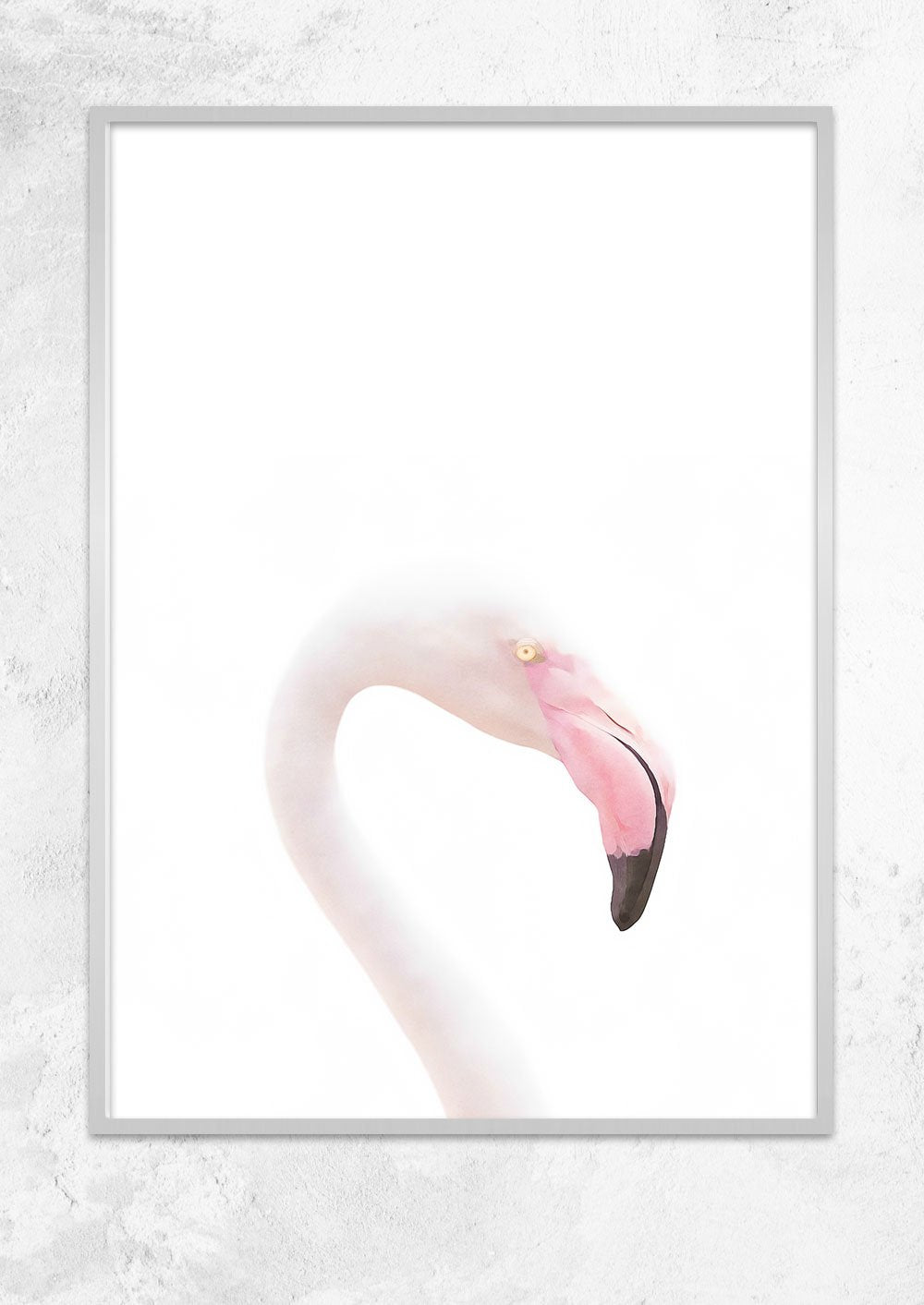 Flamingo Study