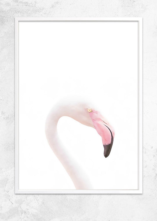 Flamingo Study