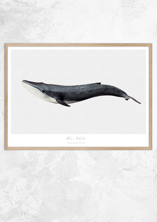 Marine Life Series - Blue Whale