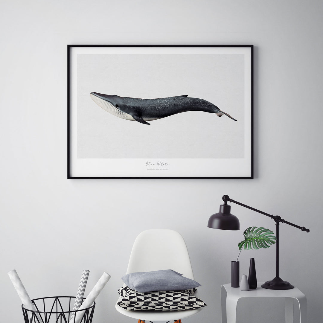 Marine Life Series - Blue Whale