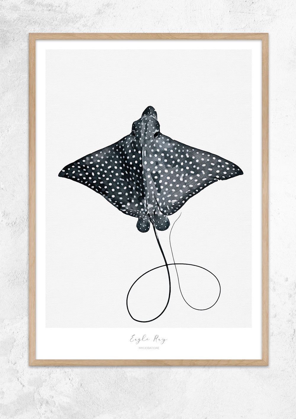 Marine Life Series - Eagle Ray