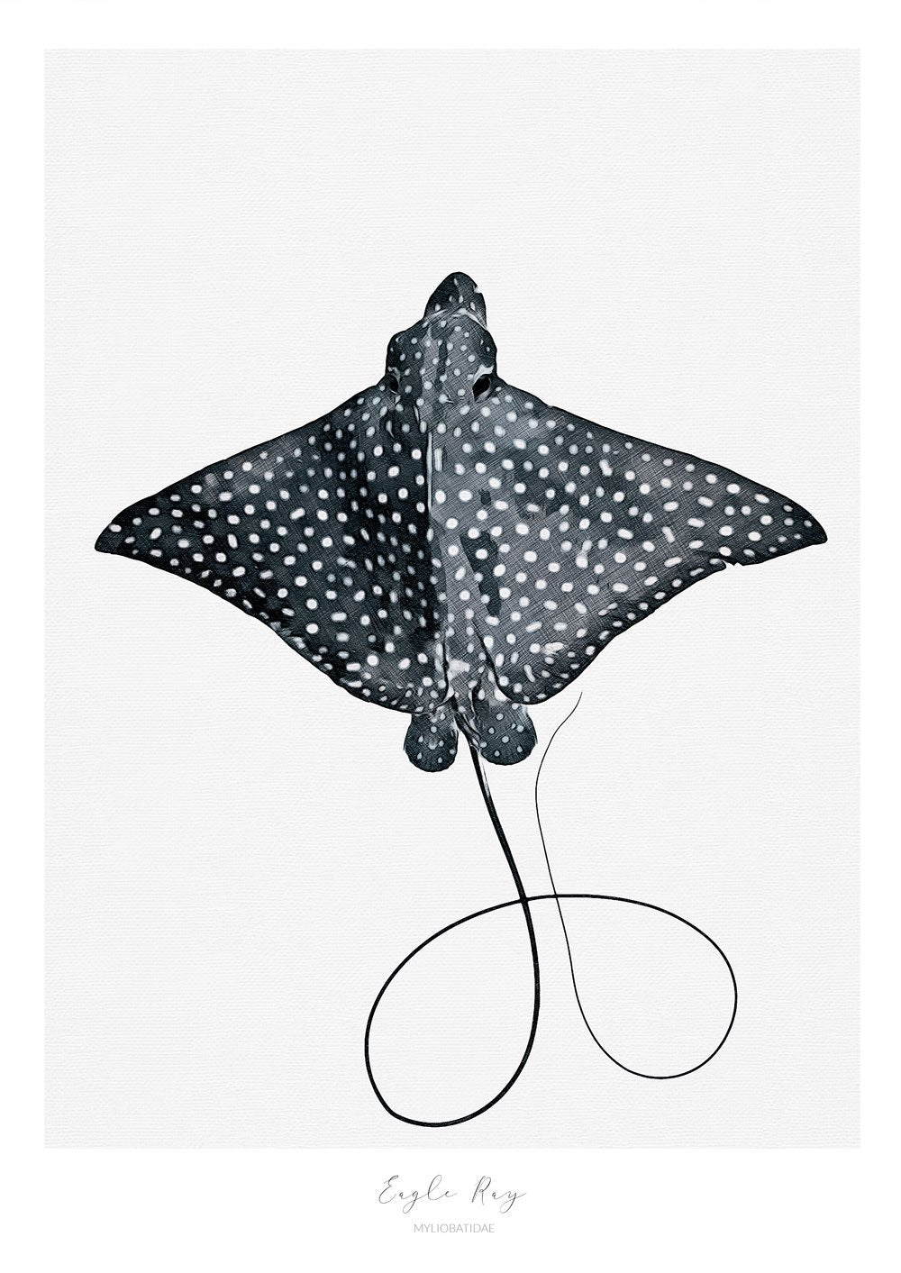 Marine Life Series - Eagle Ray