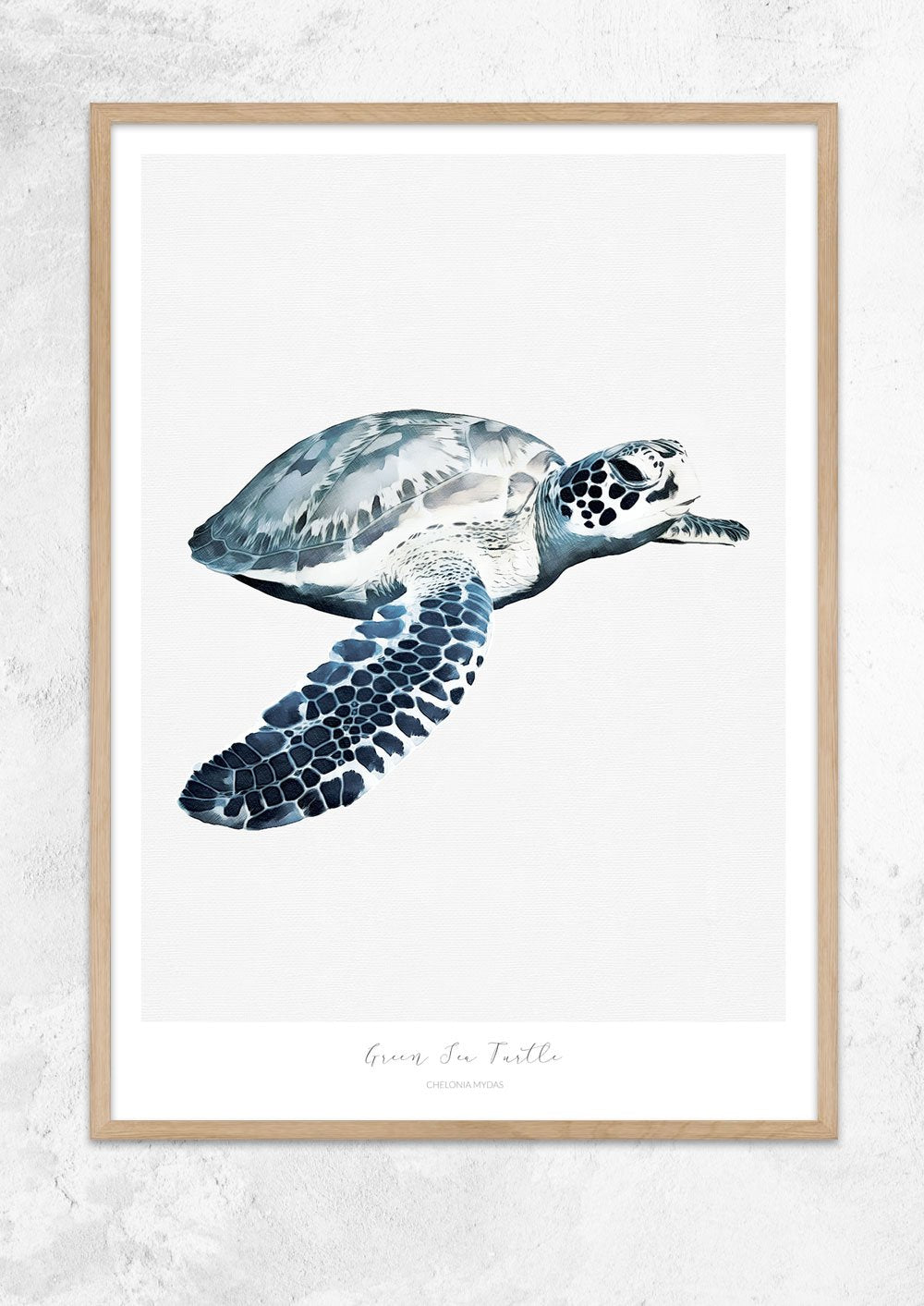 Marine Life Series - Green Sea Turtle