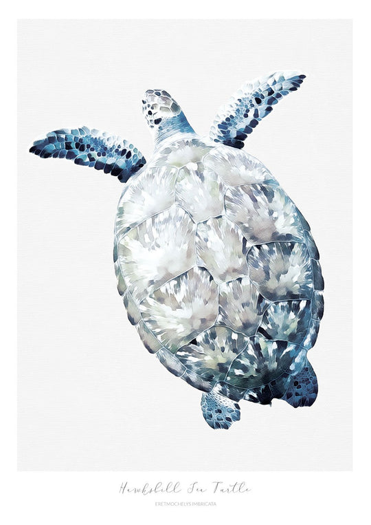 Marine Life Series - Hawksbill Sea Turtle