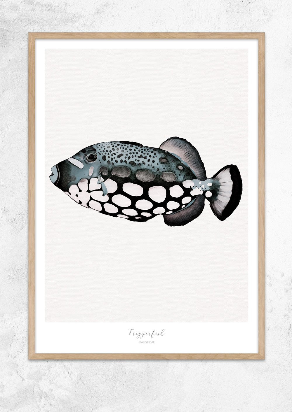 Marine Life Series - Triggerfish