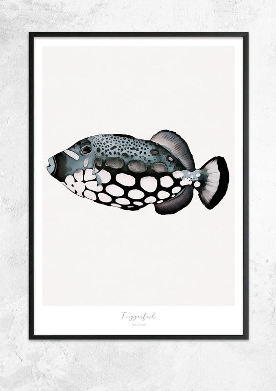 Marine Life Series - Triggerfish