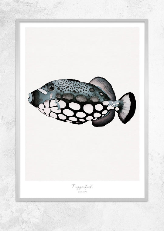 Marine Life Series - Triggerfish