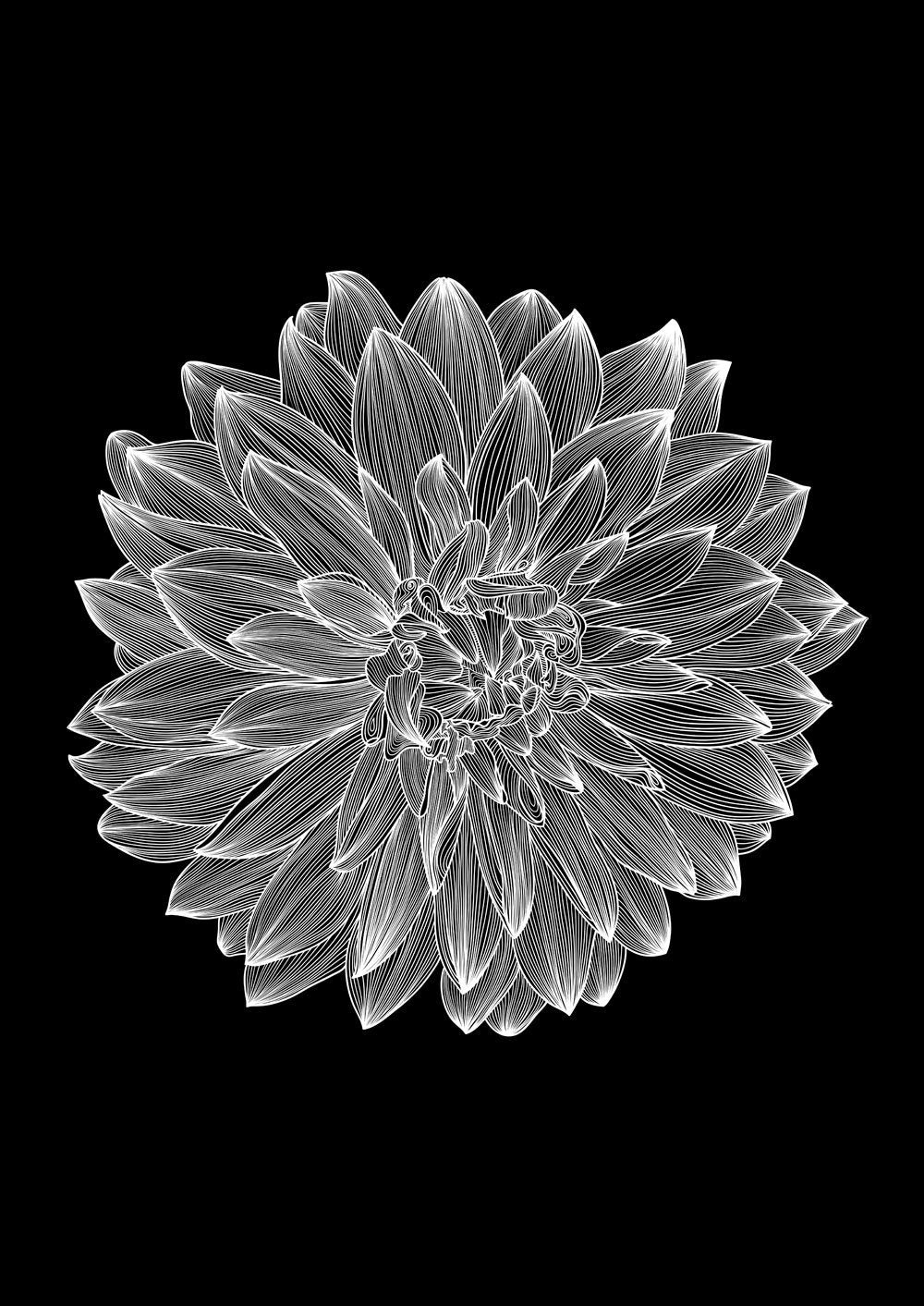 Velvet Dahlia Inversed