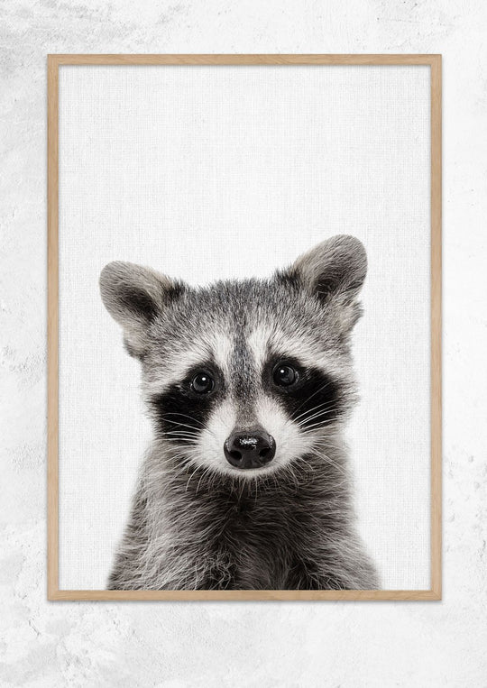 Nursery Animals - Raccoon