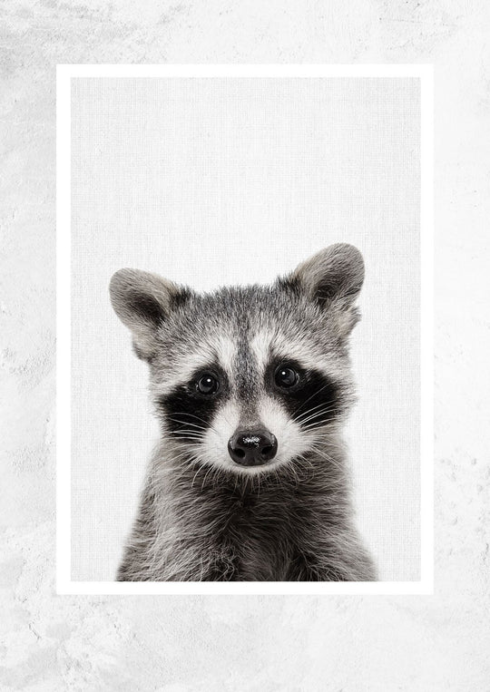 Nursery Animals - Raccoon