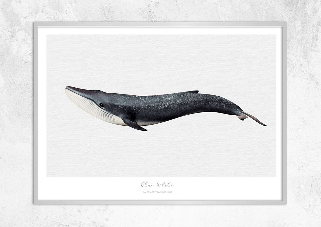 Marine Life Series - Blue Whale